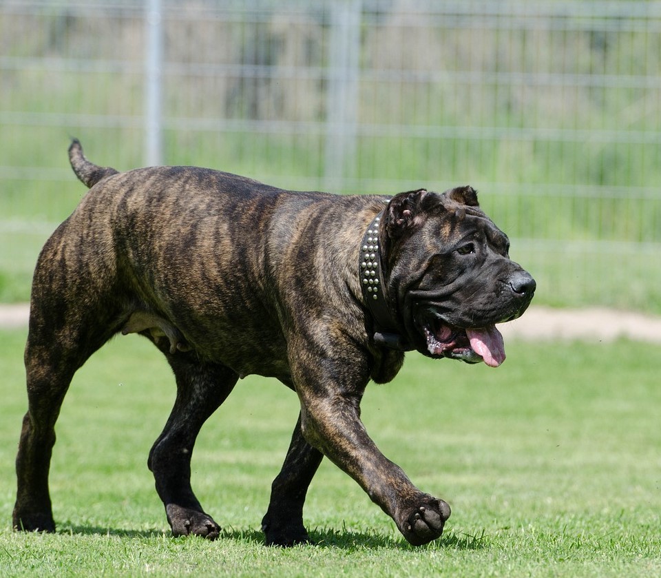 Presa Canario